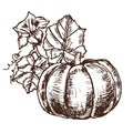 Vector hand drawn sketch pumpkin leaves, flowers.