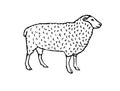 Vector hand drawn sketch sheep