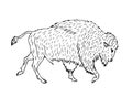 Vector hand drawn sketch wild american bison ox