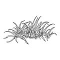 Vector Sketch Wild Growth Grass