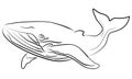 Vector hand drawn sketchy illustration whale Royalty Free Stock Photo