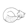 Vector hand drawn sleeping raccoon outline illustration