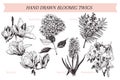 Vector hand drawn spring blossoms poster. Engraved botanical art. Vintage illustration. Mimosa, hyacinth, magnolia, rhododendron,