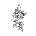 Vector hand drawn sprout, sketch, black and white illustration, detailed botanical drawing template, isolated.