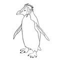 Vector hand drawn standing penguin outline illustration for coloring Royalty Free Stock Photo