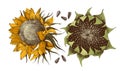 Vector hand drawn sunflower Royalty Free Stock Photo