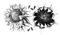 Vector hand drawn sunflower Royalty Free Stock Photo