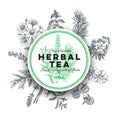 Vector hand drawn tea herb Illustration. Royalty Free Stock Photo