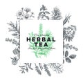 Vector hand drawn tea herb Illustration. Royalty Free Stock Photo