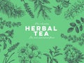 Vector hand drawn tea herb Illustration. Royalty Free Stock Photo