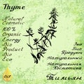 Vector hand drawn thyme illustration. Botanical drawing. Pencil drawing.