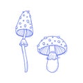 Vector Hand Drawn Two Mushrooms Sketch Isolated On White Background. Amanita Muscaria, Fly Agaric Illustration