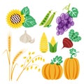 Vector hand drawn vegetables and cereal grains icons set. Autumn harvest color illustration.