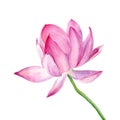 Vector Hand drawn watercolor illustration. One pink Lotus