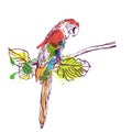 Vector hand drawn watercolor illustration of tropical ara parrot.