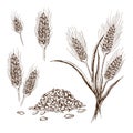 Vector hand drawn wheat or barley isolated on white background. Wheat collection in engraved vintage style. various wheat ears, Royalty Free Stock Photo