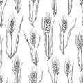 Vector hand drawn wheat ears seamlless pattern.