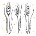 Vector hand drawn wheat ears set.