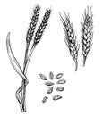 Vector hand drawn wheat ears sketch illustration. Grains and ears of wheat. Black ear isolated on white background. Food Royalty Free Stock Photo