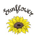 Vector hand drawn yellow sunflower on the white background with lettering