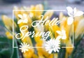 Vector hand lettering inspirational typography poster Hello spring on blur background. Fun quote design logo or label.