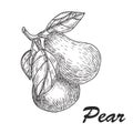 Vector hand made sketch illustration of engraving pear on a branch white background