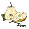 Vector hand made sketch illustration of engraving pear on a branch