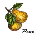 Vector hand made sketch illustration of engraving pear on a branch