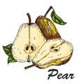 Vector hand made sketch illustration of engraving pear on a branch Royalty Free Stock Photo