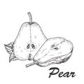 Vector hand made sketch illustration of engraving pear on white background