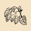 Vector hand sketched illustration of hops. Brewery herbs design. Hand sketched beer image, ale or lager plant icon.