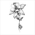 Vector handdrawn flower, Flower drawing