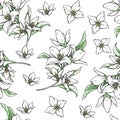 Vector handwork illustration. Drawing of blooming white jasmine with green leaves. Seamless pattern with jasmines for design