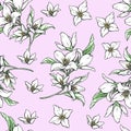 Vector handwork illustration. Drawing of blooming white jasmine with green leaves. Seamless pattern with jasmines for design Royalty Free Stock Photo