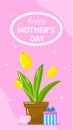 Vector happy mother's day greeting card template. Spring holiday poster with bouquet tulips in pot on pink Royalty Free Stock Photo