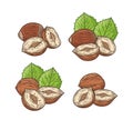 Vector hazelnut colorful illustration