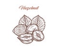 Vector hazelnut hand-drawn illustration Royalty Free Stock Photo