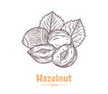 Vector hazelnut hand-drawn illustration Royalty Free Stock Photo