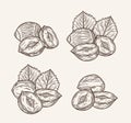 Vector hazelnut hand-drawn illustrations Royalty Free Stock Photo