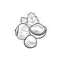 Vector hazelnut illustration, nuts group with leaves isolated on white background, black lines. Royalty Free Stock Photo