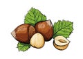 Vector hazelnuts clipart