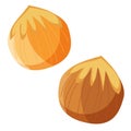 Vector hazelnuts illustration