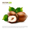 Vector hazelnuts with leaves isolated on white background.