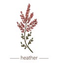 Vector heather icon. Colored wild flower illustration