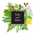 Vector hebs, spices - arugula, mustard, matcha, basil Royalty Free Stock Photo