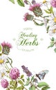 Vector herbal banner Royalty Free Stock Photo