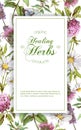 Vector herbal banner Royalty Free Stock Photo