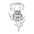 Vector Herbal floral foliage. Black and white engraved ink art. Isolated herbal illustration element.