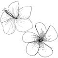 Vector Hibiscus floral tropical flowers. Black and white engraved ink art. Isolated hibiscus illustration element. Royalty Free Stock Photo