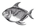 Vector High Detail Opah Fish Engraving Royalty Free Stock Photo